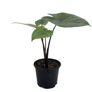 Elephant Ear Live Plant - Alocasia Dark Star - 6 inch Pot - Outdoor - Image 2
