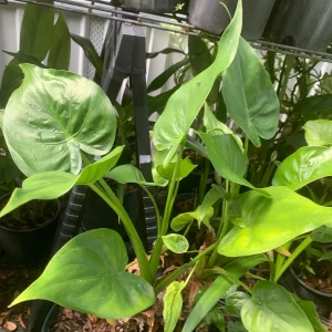 Elephant Ear Plant - Maui Gold Alocasia Live Plant - Tropical Foliage - Image 3