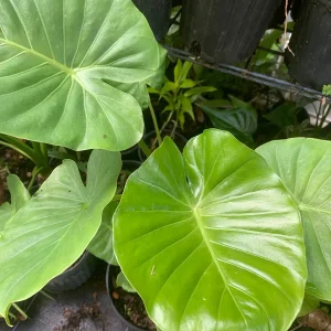 Elephant Ear Plant - Maui Gold Alocasia Live Plant - Tropical Foliage - Image 1