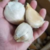 Elephant Garlic Bulbs - 3 Large Cloves for Planting - Fast Growing - Image 1