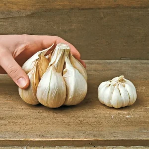 Elephant Garlic Bulbs, Cloves & Seeds - Fresh Harvest for Planting & Cooking - Image 5