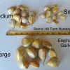 Elephant Garlic Cloves - Allium ampeloprasum - For Planting or Eating - Image 1