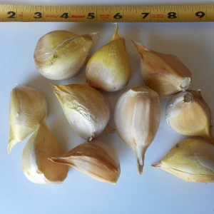 Elephant Garlic Cloves - Allium ampeloprasum - For Planting or Eating - Image 2