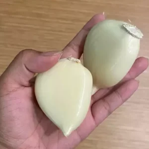 Elephant Garlic Cloves - Fresh Harvest USA Grown - Perennial Edible Bulb - Image 2