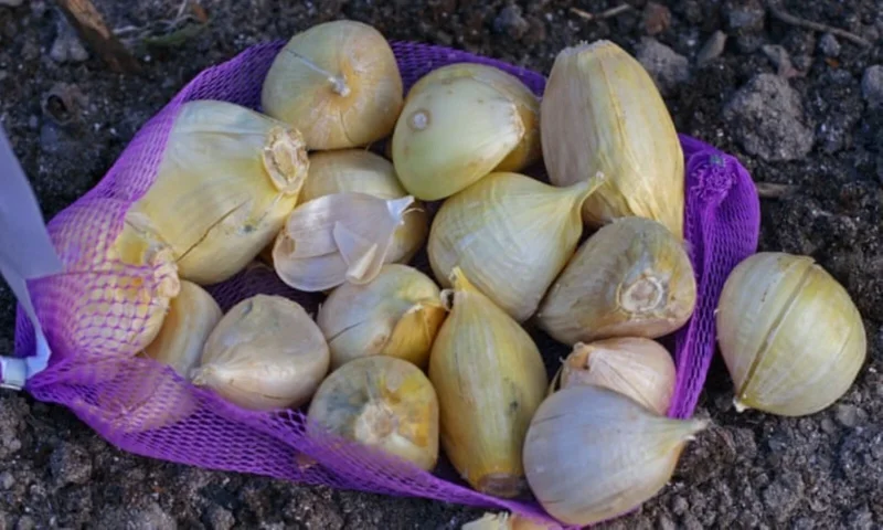 Elephant Garlic Cloves - Fresh Harvest USA Grown - Perennial Edible Bulb - Image 4
