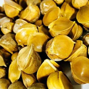 Elephant Garlic Corms - Fresh Harvest & Healthy USA Grown for Planting - Image 7