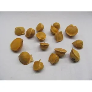 Elephant Garlic Corms - Fresh Harvest & Healthy USA Grown for Planting - Image 8