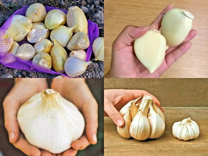 Elephant Garlic Seeds - Fresh Harvest, Healthy USA Seed - Image 1