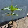 Elephant Mango Tree Live Plant - Vietnamese Xoài Tượng - 3 Gallon Pot - Image 1
