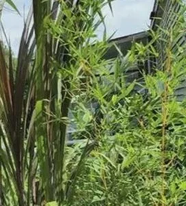 Elephant Purple Grass Live Ornamental Plant – Half Gallon Pot - Image 2