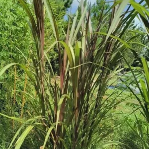 Elephant Purple Grass Live Ornamental Plant – Half Gallon Pot - Image 3