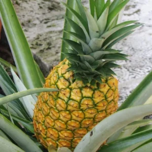 Elite Gold Pineapple Live Plant – Tropical Fruit – 4-6 Inch Tall Starter – Grow Your Own - Image 1