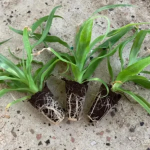 Elite Gold Pineapple Live Plant – Tropical Fruit – 4-6 Inch Tall Starter – Grow Your Own - Image 4