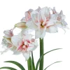 Elvas Amaryllis Bulb - White & Red Trumpet Blooms, 24/26cm Bulb, Indoor - Image 1