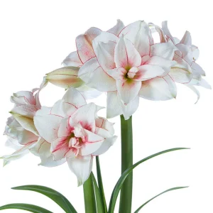 Elvas Amaryllis Bulb - White & Red Trumpet Blooms, 24/26cm Bulb, Indoor - Image 1