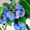 Emerald Blueberry Live Plant – 1 ft Tall – Low Chill – Ship in 6 inch Pot - Image 1