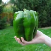 Emerald Giant Sweet Bell Pepper Seeds - 30+ Organic Heirloom Non-GMO Outdoor Vegetable Seeds - Image 1