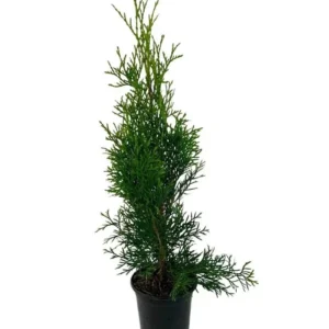 Emerald Green Arborvitae Live Plant – 1 to 2.5 ft Tall – Outdoor Evergreen Tree - Image 2