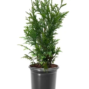 Emerald Green Arborvitae Live Plant – 1 to 2.5 ft Tall – Outdoor Evergreen Tree - Image 1