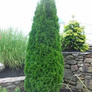 Emerald Green Arborvitae Live Plant – 2.5 inch Pot – 6-12 inches Tall – Outdoor Privacy Tree - Image 2