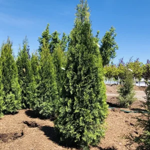 Emerald Green Arborvitae Live Plant – 2.5 inch Pot – 6-12 inches Tall – Outdoor Privacy Tree - Image 1
