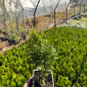 Emerald Green Arborvitae Live Plant – 3.5 inch Pot – 6-15 inches Tall – Outdoor Shrub - Image 2