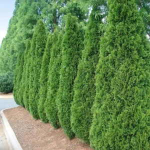 Emerald Green Arborvitae Live Plant – 4-10 in Tall – 4-Inch Pot – Outdoor Evergreen Shrub - Image 3