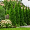 Emerald Green Arborvitae Live Plant – 4-10 in Tall – 4-Inch Pot – Outdoor Evergreen Shrub - Image 1