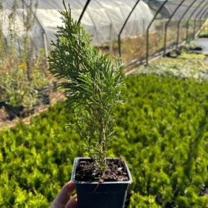 Emerald Green Arborvitae Live Plant – 4-10 in Tall – 4-Inch Pot – Outdoor Evergreen Shrub - Image 5