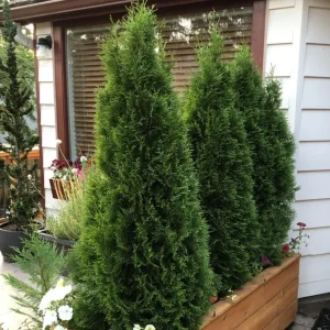 Emerald Green Arborvitae Live Plant - 6-12in Tall, 2.5in Pot, Outdoor - Image 2
