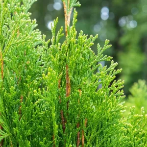 Emerald Green Arborvitae Live Plant - 6-12in Tall, 2.5in Pot, Outdoor - Image 3