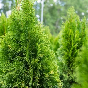 Emerald Green Arborvitae Live Plant - 6-12in Tall, 2.5in Pot, Outdoor - Image 4