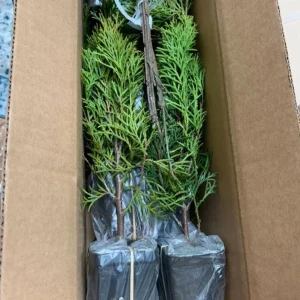 Emerald Green Arborvitae Live Plant - 6-12in Tall, 2.5in Pot, Outdoor - Image 5