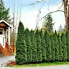 Emerald Green Arborvitae Live Plant - 6-12in Tall, 2.5in Pot, Outdoor - Image 1
