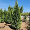 Emerald Green Arborvitae Tree Live Plant – 1 Gallon Pot – Outdoor Evergreen Privacy Hedge - Image 1