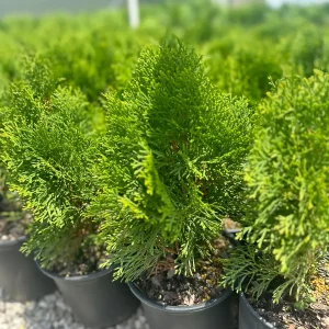 Emerald Green Arborvitae Tree Live Plant – 1 Gallon Pot – Outdoor Evergreen Privacy Hedge - Image 2