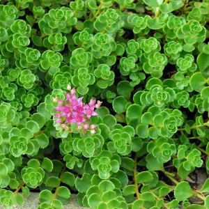 Emerald Green Sedum Live Plant – Sedum spurium Makinoi – 2.5
