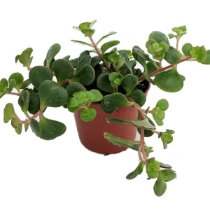 Emerald Green Sedum Live Plant – Sedum spurium Makinoi – 2.5