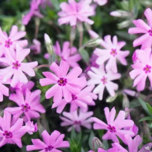 Emerald Pink Creeping Phlox Live Plant, 4 inch Pot, Outdoor Groundcover - Image 2