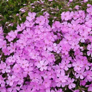 Emerald Pink Creeping Phlox Live Plant, 4 inch Pot, Outdoor Groundcover - Image 3