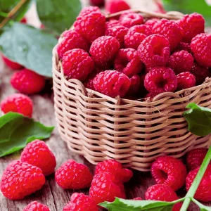 Encore Raspberry Live Plants - Late-Season Red Bare Root Cane - 1-Year-Old, Cold Hardy - Image 3