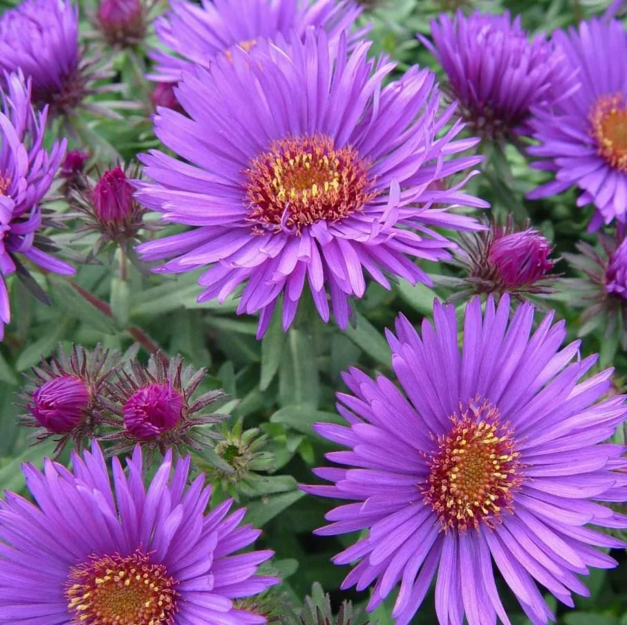 England Aster Lavender Live Plant Plug - 3-6" Tall - Hardy Perennial Flower - Image 2