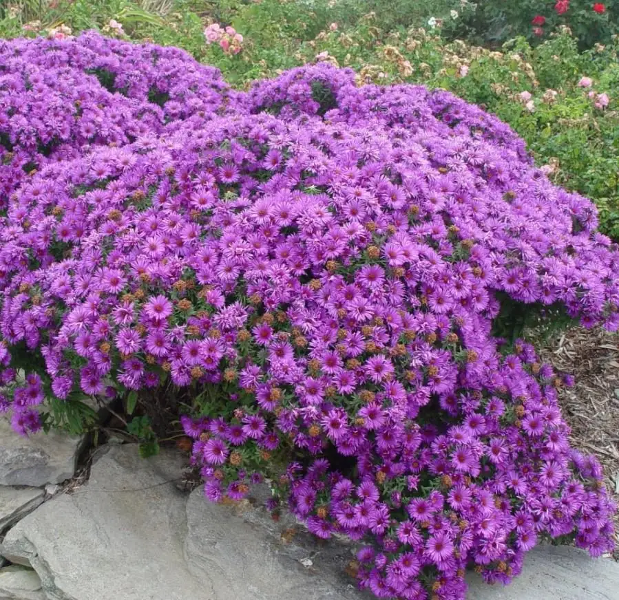 England Aster Lavender Live Plant Plug - 3-6" Tall - Hardy Perennial Flower - Image 4