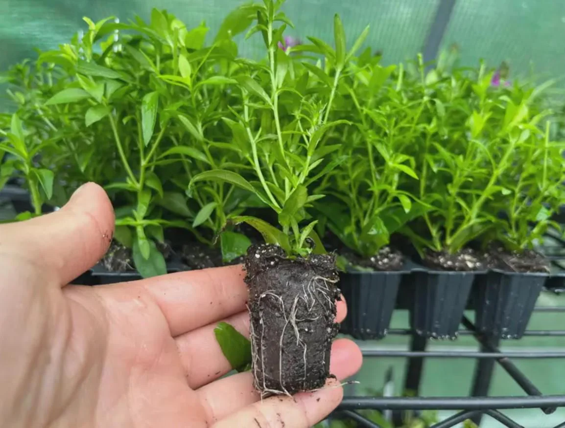 England Aster Lavender Live Plant Plug - 3-6" Tall - Hardy Perennial Flower - Image 5