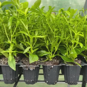 England Aster Lavender Live Plant Plug - 3-6