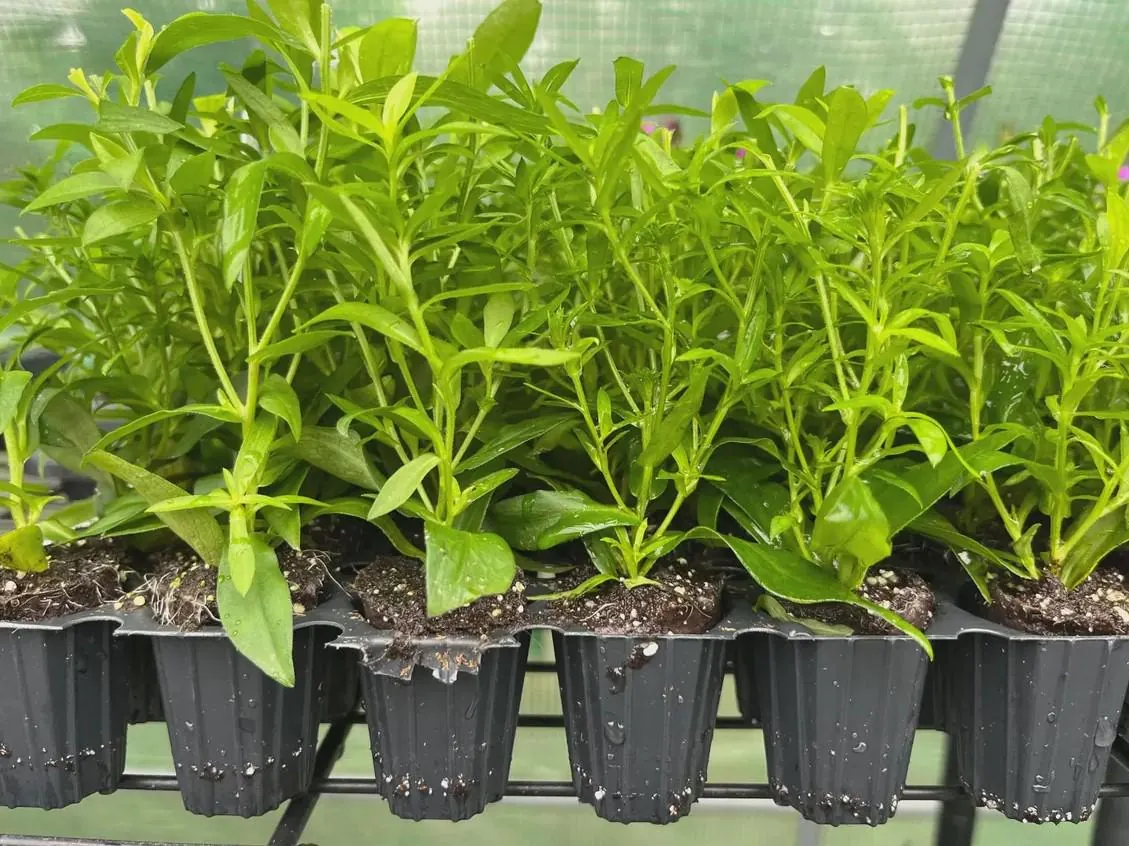 England Aster Lavender Live Plant Plug - 3-6" Tall - Hardy Perennial Flower - Image 6