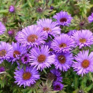 England Aster Lavender Live Plant Plugs - 3-6