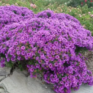 England Aster Lavender Live Plant Plugs - 3-6