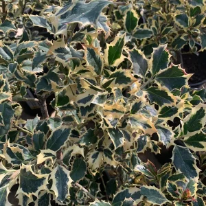 English Holly Live Plant - Ilex Aquifolium - 2-3 Feet Tall - Outdoor Shrub - Image 1