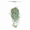 English Ivy Glacier Live Plant – 10 inch Hanging Basket – Variegated Indoor Houseplant - Image 1